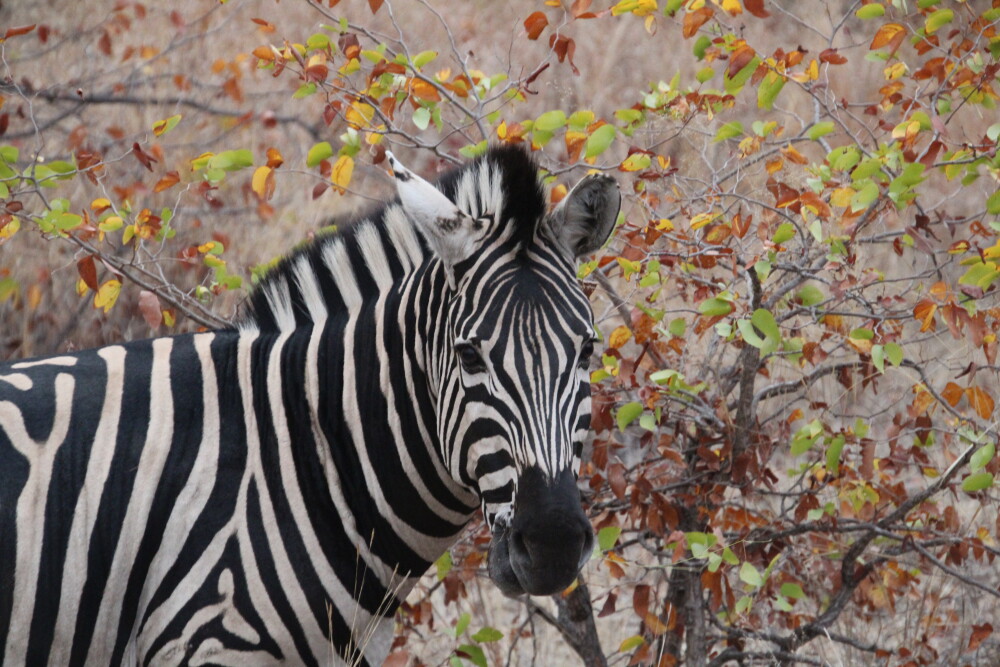Zebra