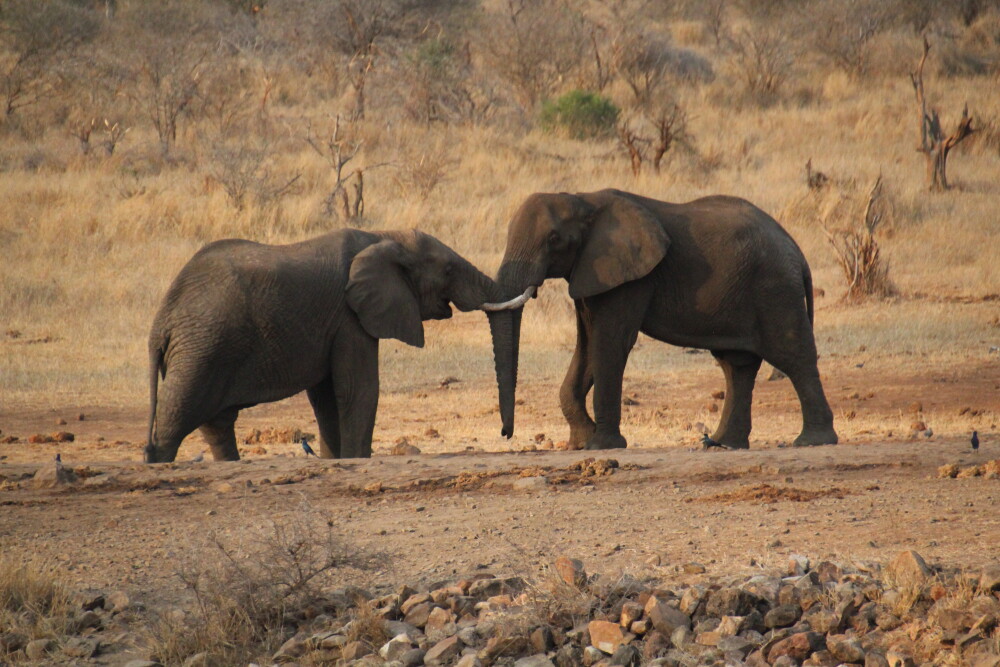 Elephants playing