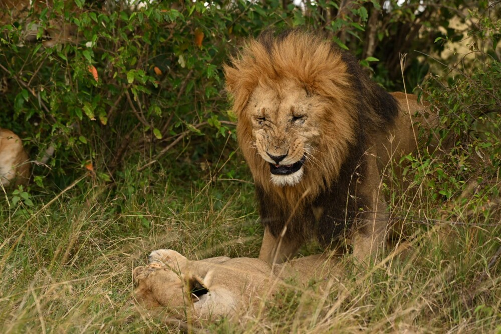 Mating Lion