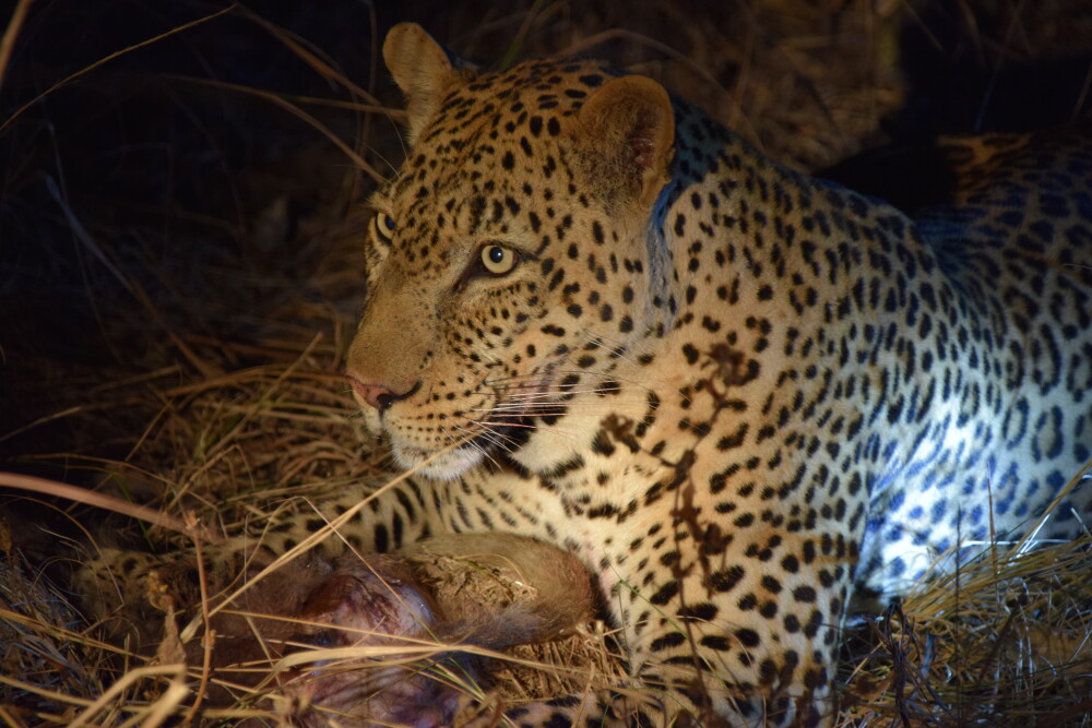 The Leopard's Dinner