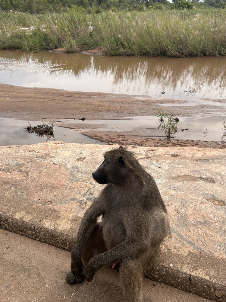 Baboon waiting for the bus