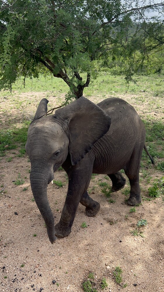 Young elephant
