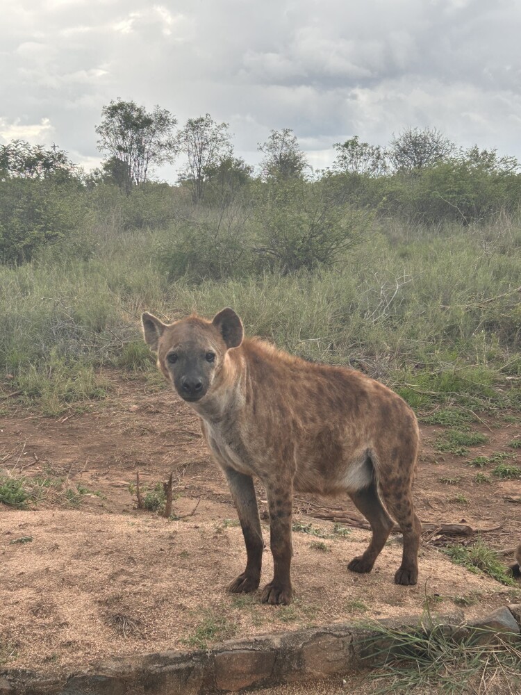 Hyena