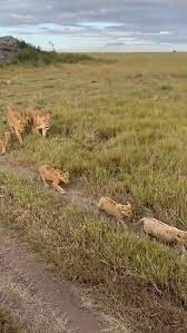 Wivi agency game drive