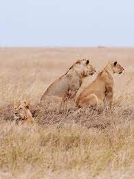 Wivi agency big 5 safari