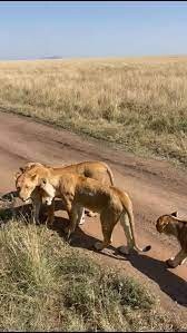 Lioness